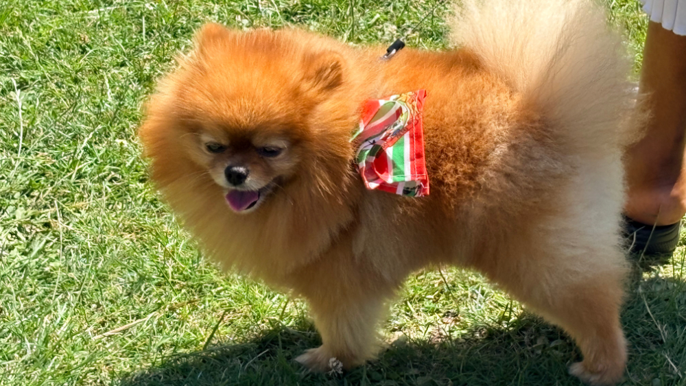hond met surinaamse sjaal